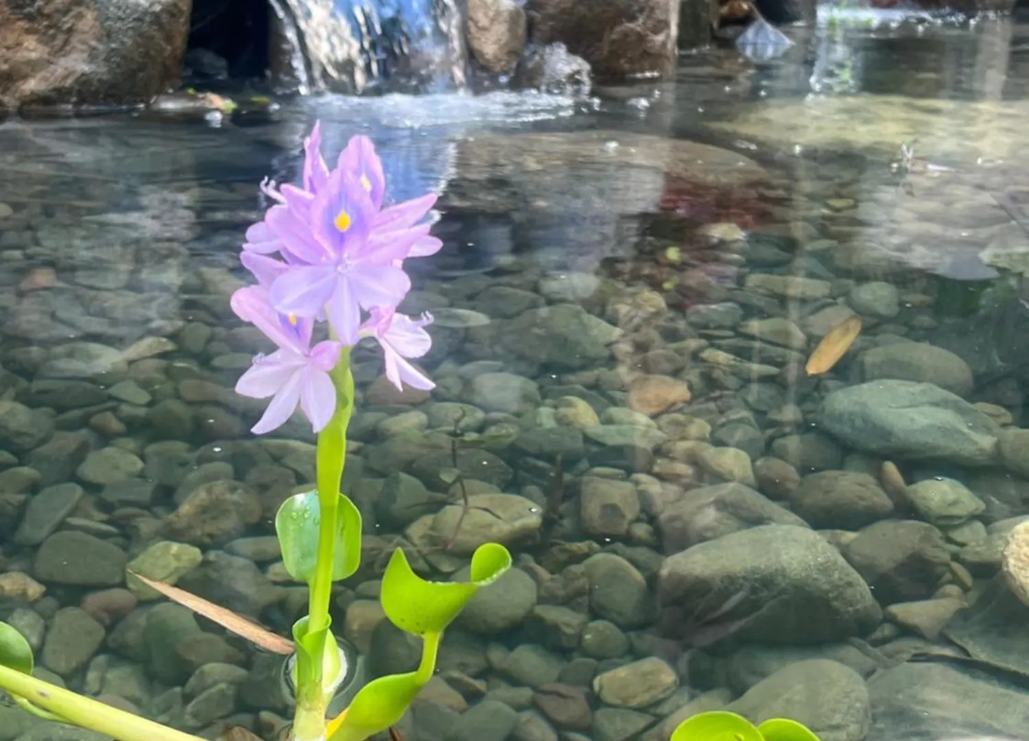 Jardin Al Bosque-Glamping Hotel San Juan